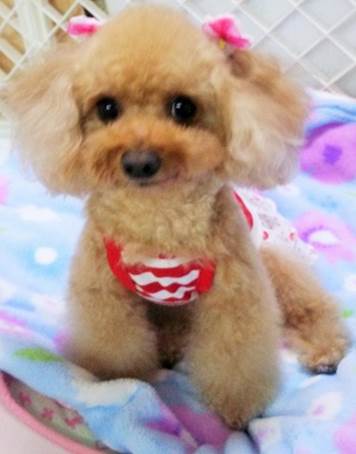 http://mall.curio-city.com/curioshop/shop/03130/taisyou.jpg